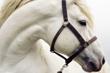 Il Cavallo Bianco