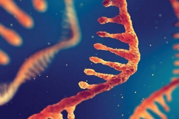 Cellule Umane Possono Convertire Rna In Dna: Vacilla Il “Dogma Della Biologia”. Lo Studio